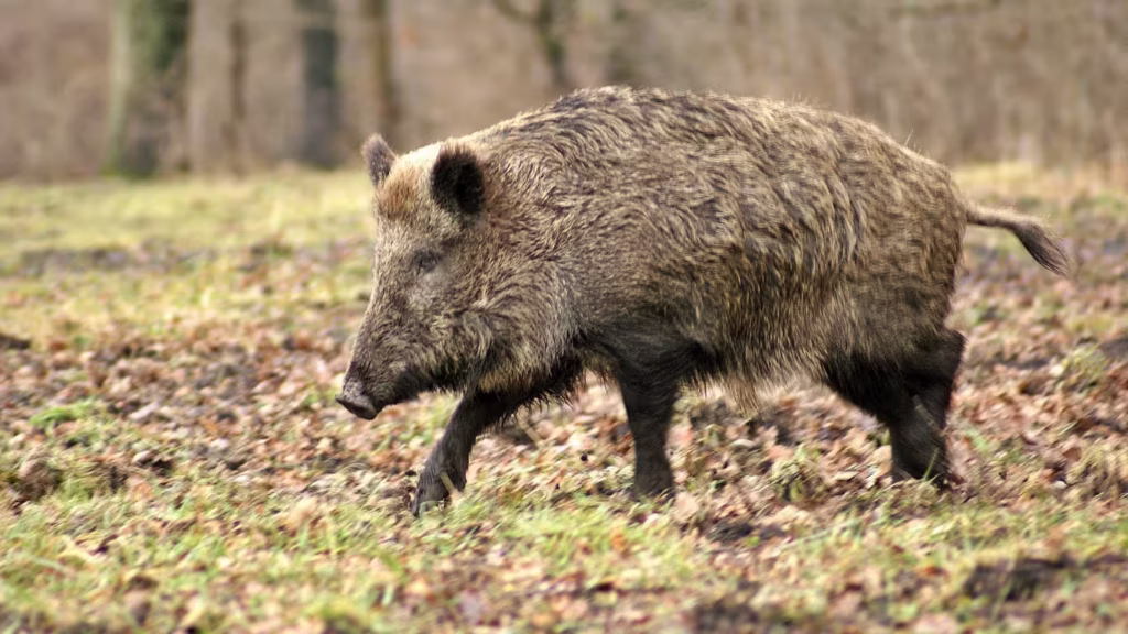 Feral Hog