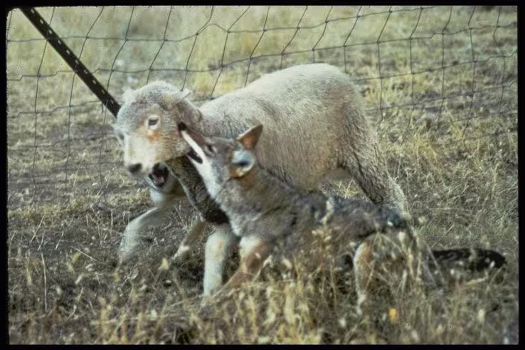 coyote hunting sheep