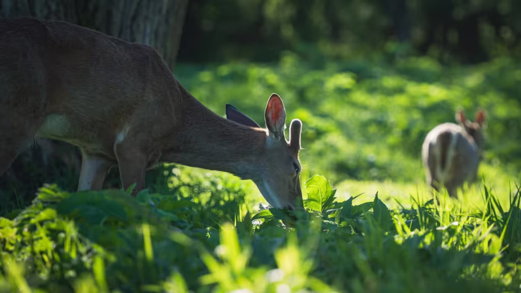 White-tailed deer