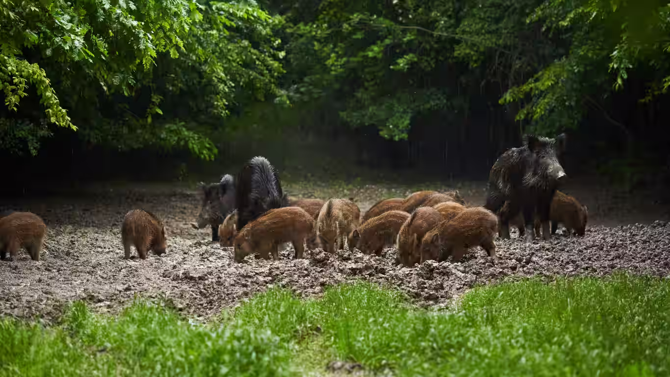 Wildlife Damage to U.S. Agriculture and Livestock